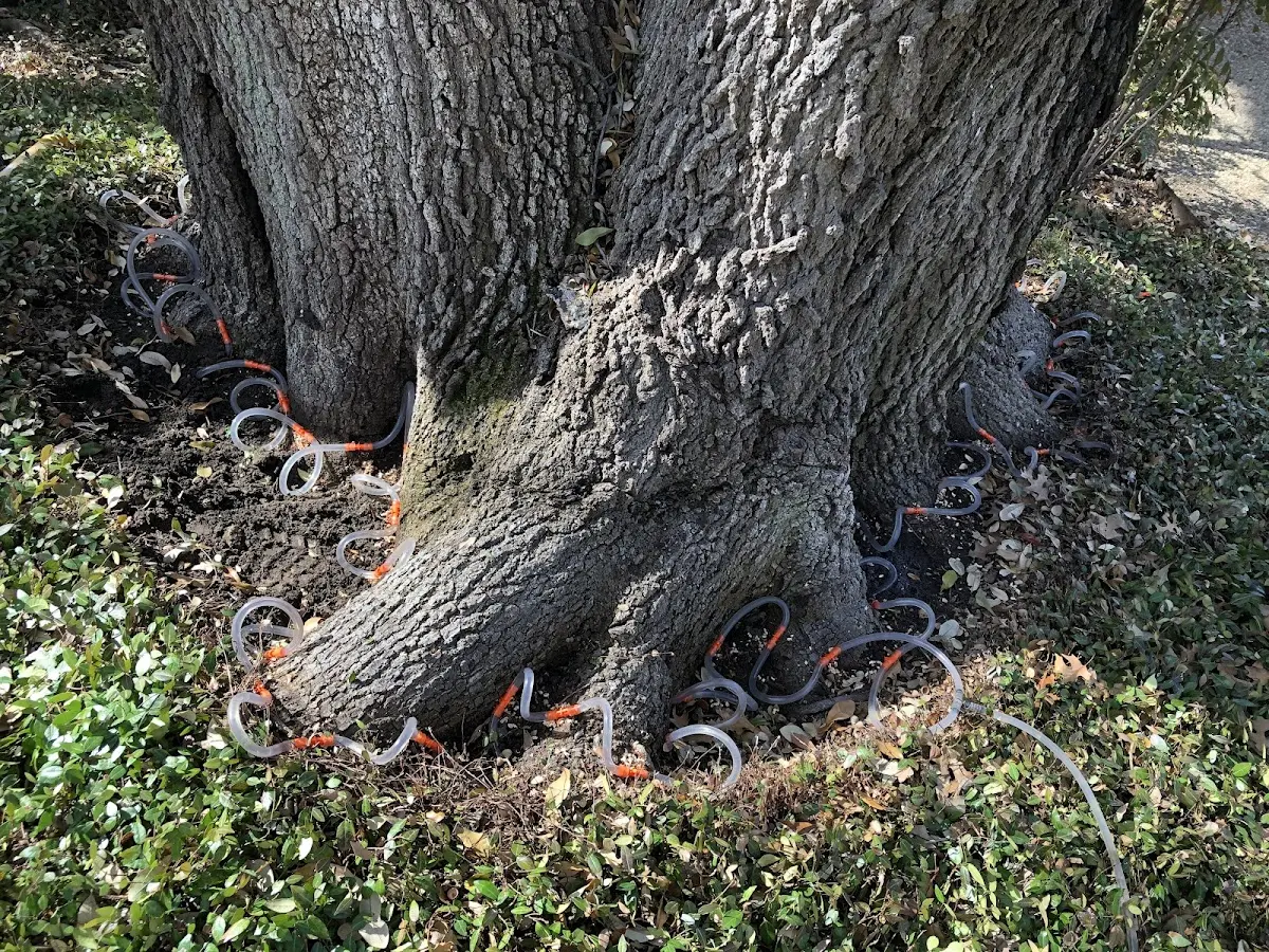 Detailed Tree Cabling and Bracing job site in Clyo