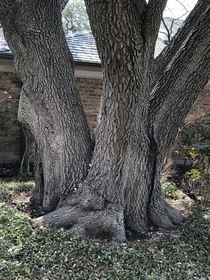Mature heritage tree close to a Clyo property cared for by certified arborists